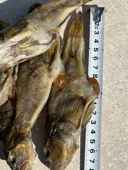 Бичок ікряний балтійський 100g.